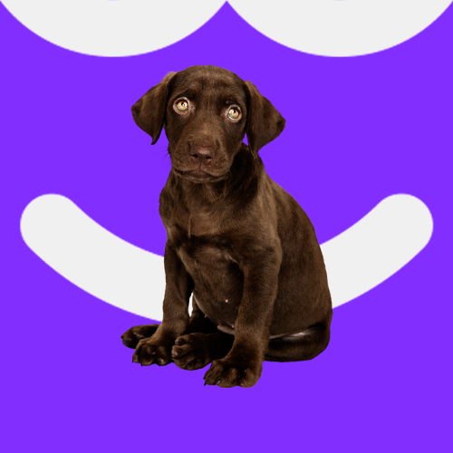 PETS